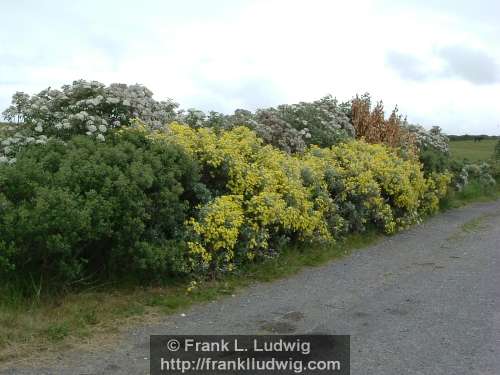 Strandhill Road, Sligo